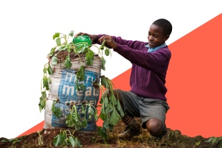 A boy in Kenya waters a plant