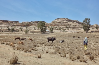 Image of farmland.