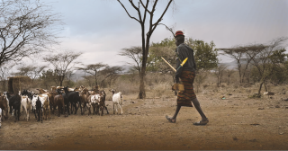 A pastoral farmer in Turkana herding goats. 